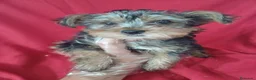 Yorkshire Terrier perros en venta: Yorkshire Terrier Standar  - Anuncio 1