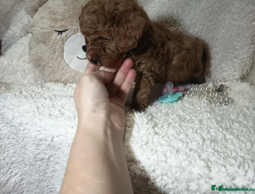 Caniche Enano perros en venta: ‼️‼️CANICHES 50% ASIÁTICOS - Anuncio 1