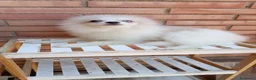 Pomerania perros en venta: Pomerañia toy - Anuncio 6