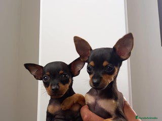 Pinscher Miniatura perros en Ciudad Real - Anuncio 30