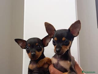 Pinscher Miniatura perros Pinscher Toy !!!! en Ciudad Real - Anuncio 16