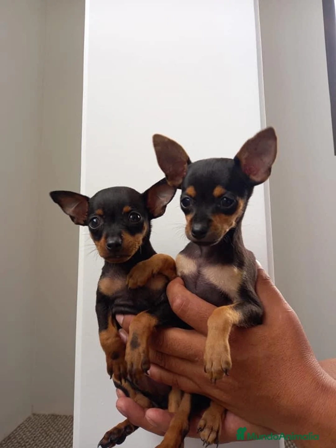 Pinscher Miniatura perros en venta: Pinscher Toy !!!!  en Ciudad Real - Anuncio 1