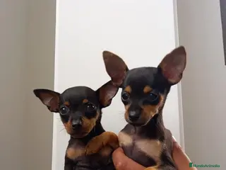 Pinscher Miniatura perros Pinscher Toy !!!! en Ciudad Real - Anuncio 24