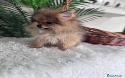 Pomerania perros en venta: POMERANIA HEMBRA MUY PEQUEÑITA - Imagen 12