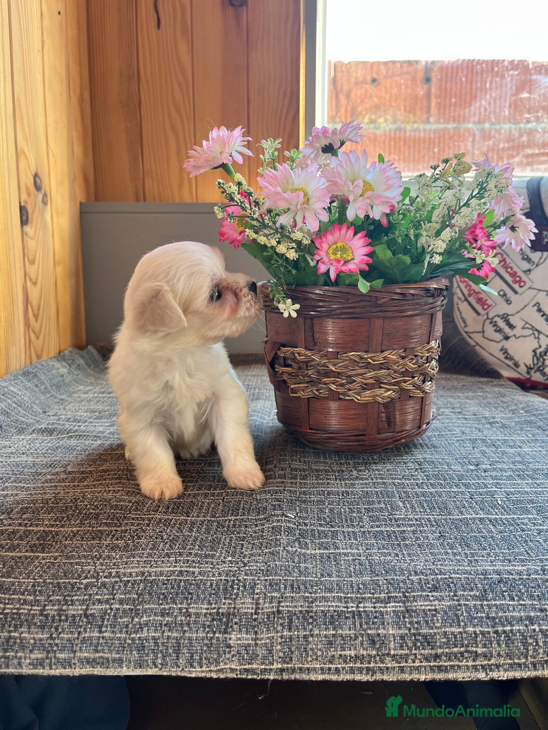 Bichón Maltés perros en venta: Bichones Malteses chiquitines 🐾 - Anuncio 3