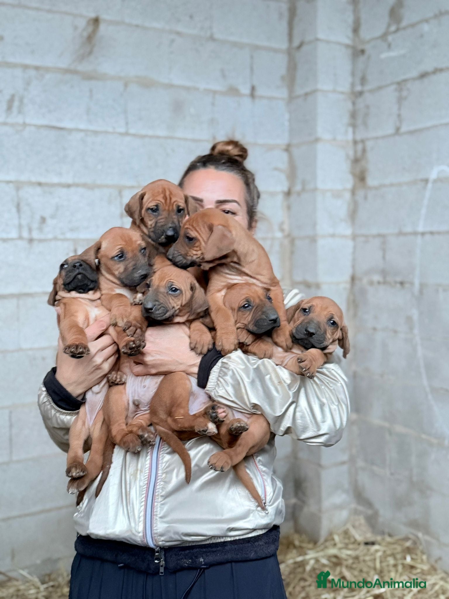 Rhodesian Ridgeback perros Camada Rhodesian Ridgeback - Anuncio 2