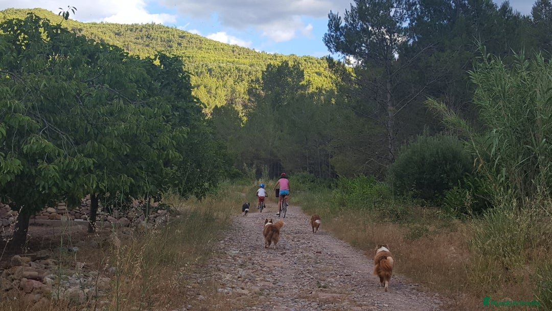 Imagen de galería {{count}}
