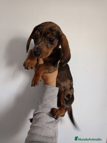 Teckel Miniatura perros - Anuncio 12