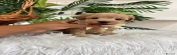 Maltipoo perros en venta: MALTIPOO MACHOS  - Anuncio 8