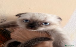 Scottish Fold gatos en venta: Scottish Fold Hembra - Imagen 2
