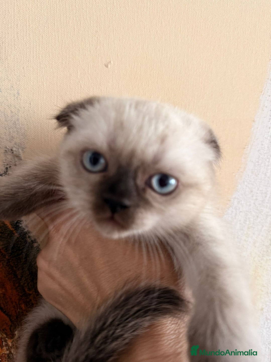 Scottish Fold gatos en venta: Scottish Fold Hembra - Imagen 2