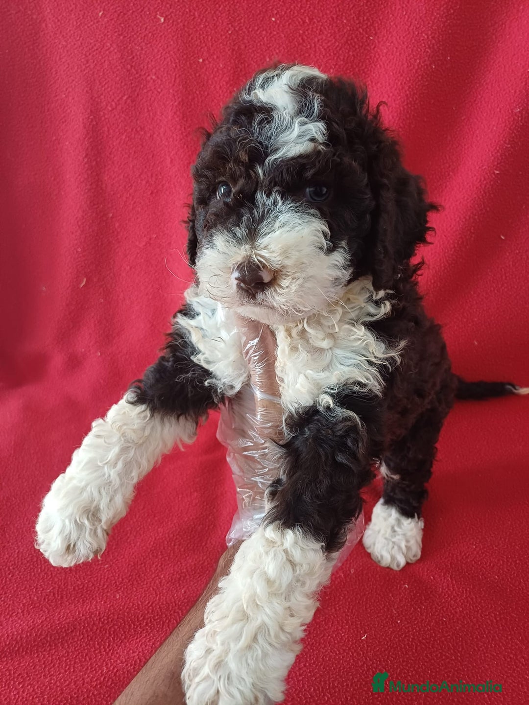 Perro de Agua Español perros en venta: Perro de Agua Español  - Imagen 1