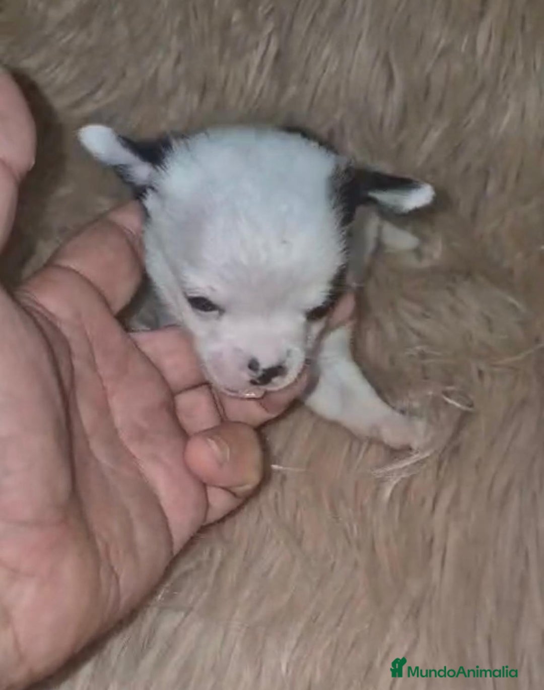 Chihuahua perros en venta: Chihuahua mini-toy ruso - Imagen 11