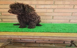 Caniche Toy perros en venta: Caniche   - Imagen 19