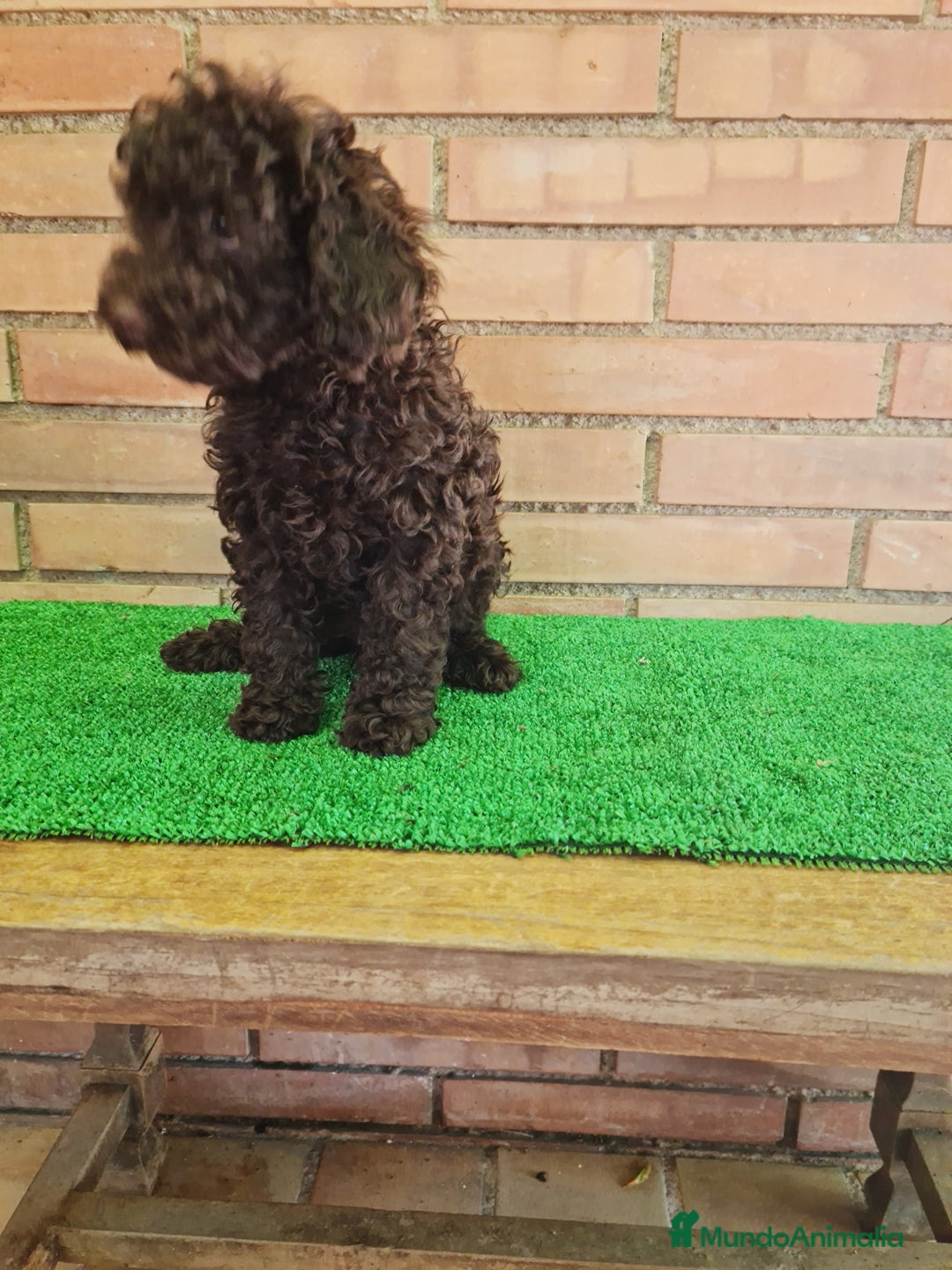Caniche Toy perros en venta: Caniche   - Imagen 19