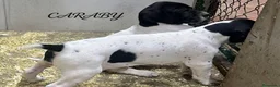 Pointer perros en venta: Benidorm Caraby pointer inglés  - Anuncio 5