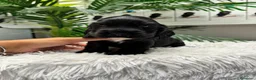 Cocker Spaniel Inglés perros en venta: COCKER DPANIEL INGLÉS  - Anuncio 4
