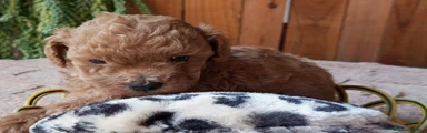 Caniche Toy 1