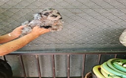 Caniche Toy perros en venta: Hembra caniche toys  - Imagen 9
