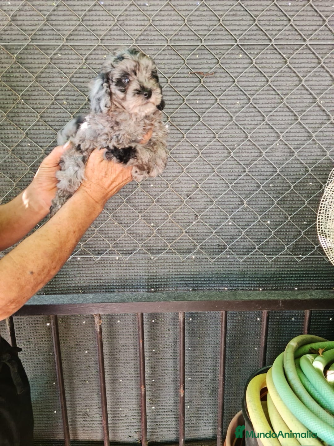 Caniche Toy perros en venta: Hembra caniche toys  - Imagen 9