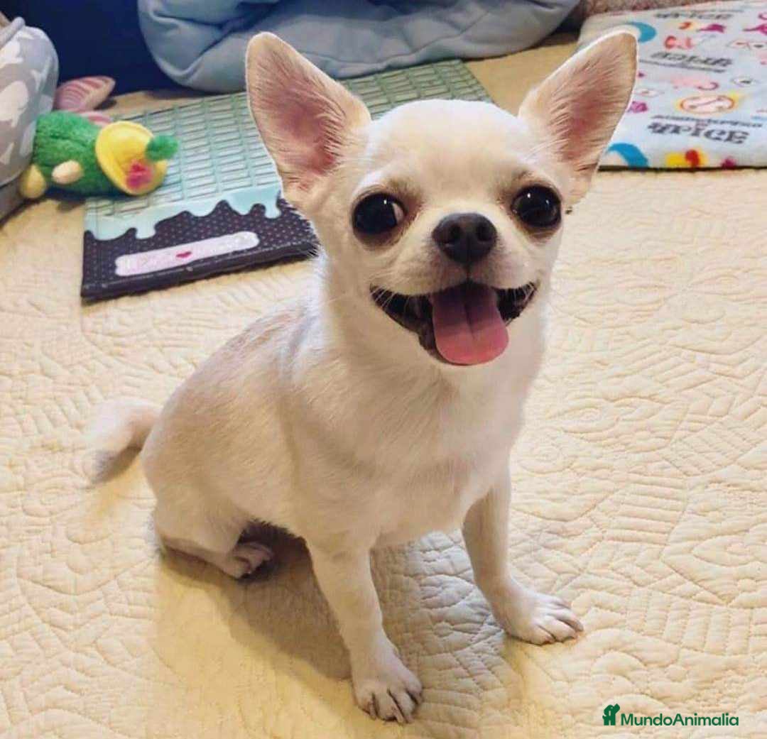 Chihuahua perros en venta: Chihuahua toy - Imagen 7