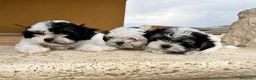 Shih Tzu perros en venta: Shih tzu - Anuncio 2