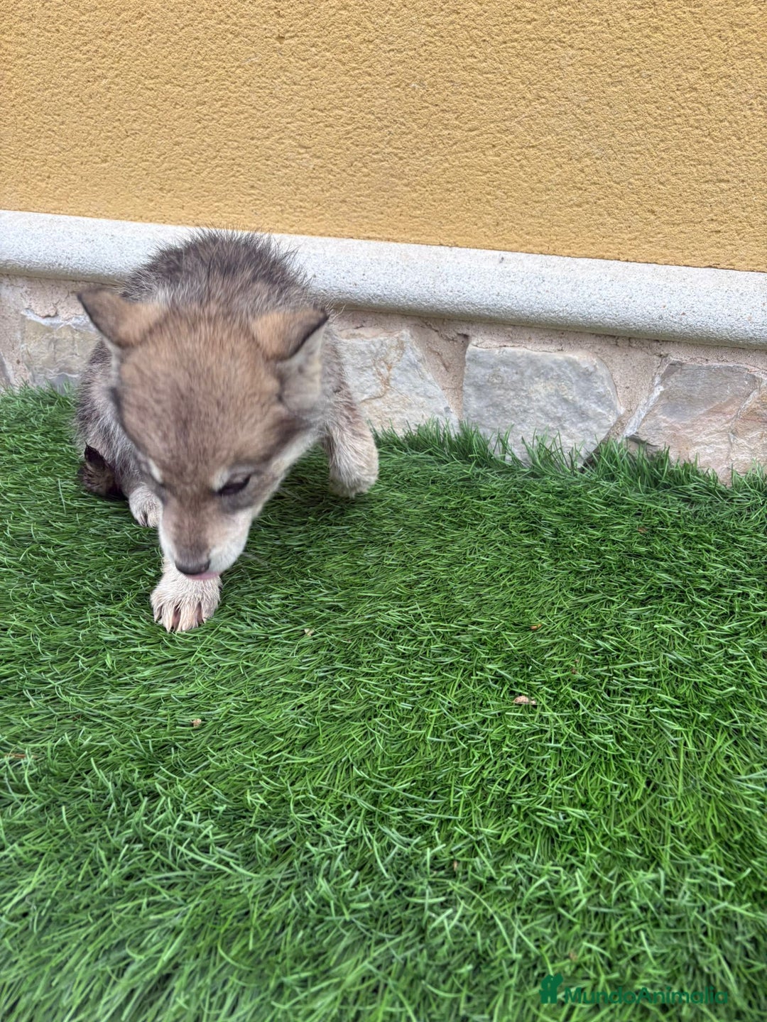 Perro Lobo de Saarloos perros en venta: Camada de Perro lobo Iberico impresionantes  - Anuncio 16