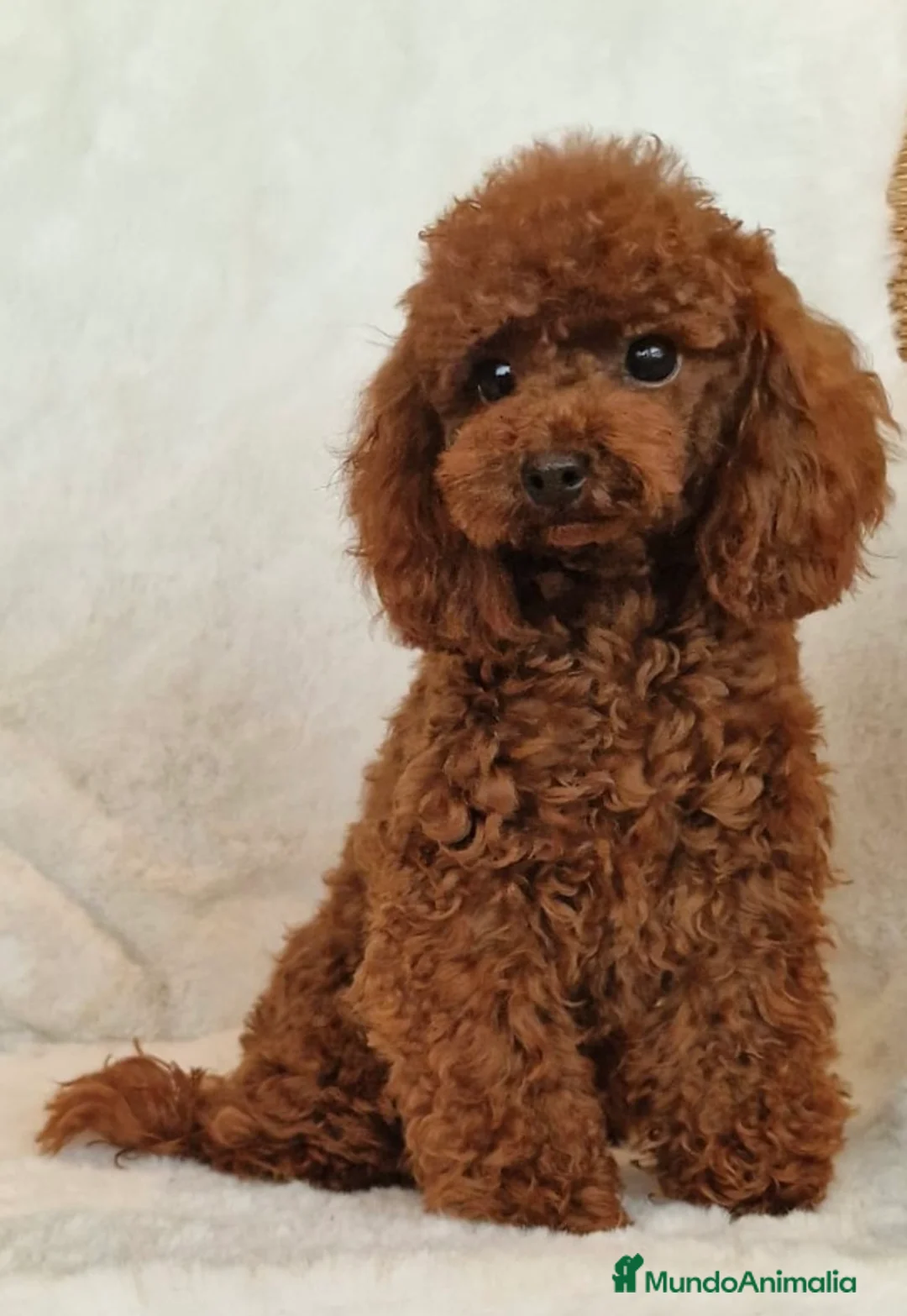 Imagen de galería {{count}}