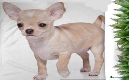 Chihuahua perros en venta: Chihuahua miniatura  - Imagen 2