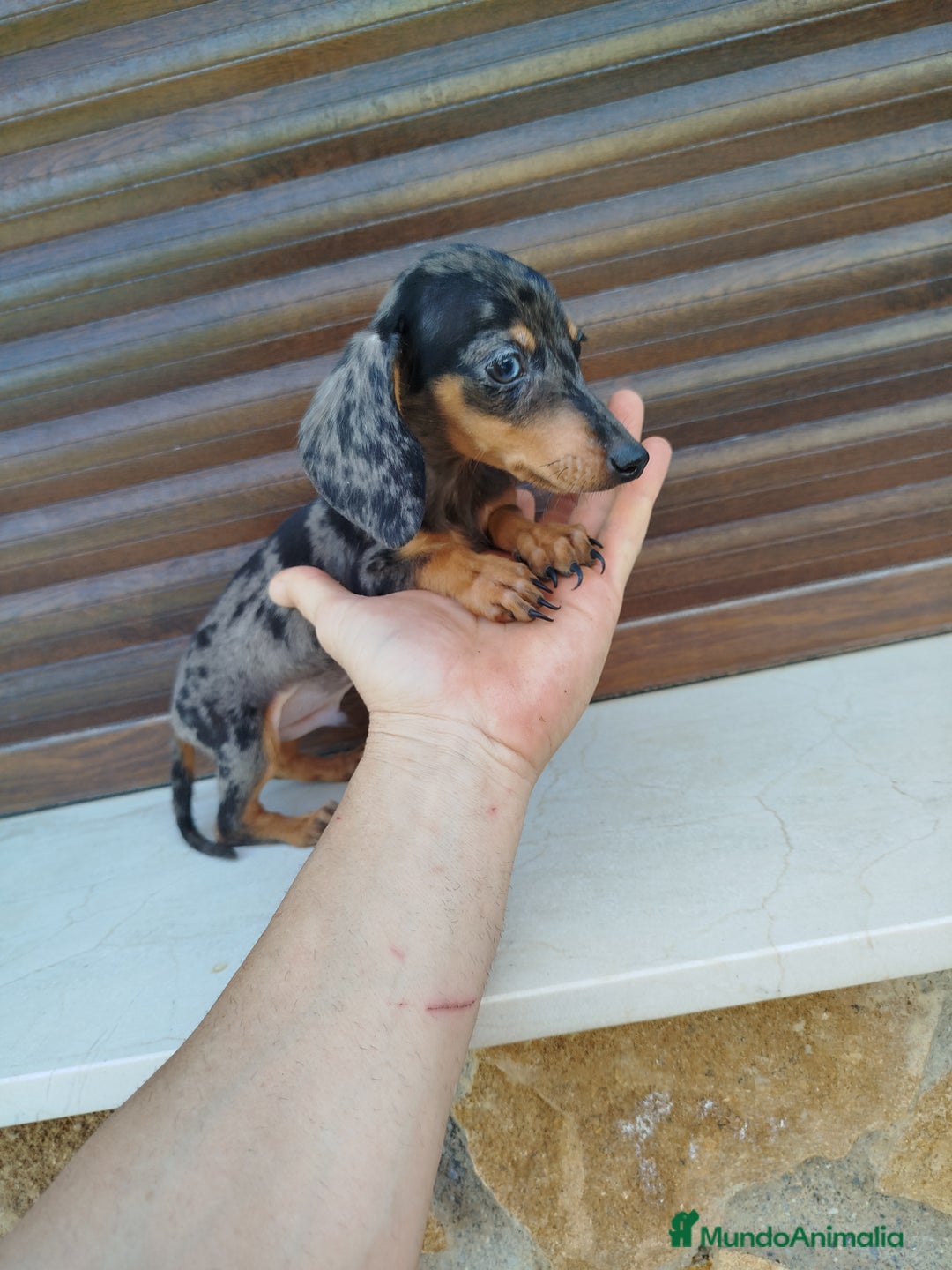 Teckel Miniatura perros en venta: Teckel mini  - Imagen 3