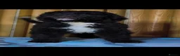 Perro de Agua Español perros en venta: Perro de agua  - Anuncio 1