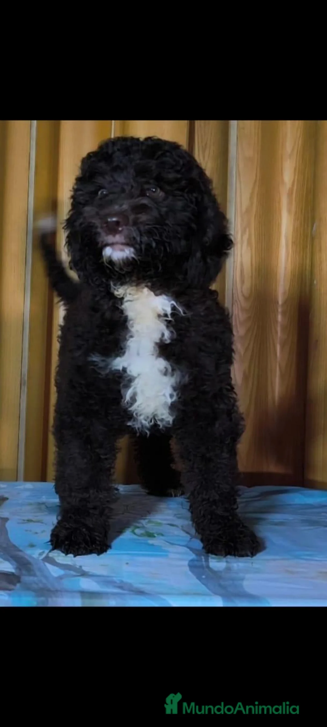 Perro de Agua Español perros en venta: Perro de agua  - Anuncio 1