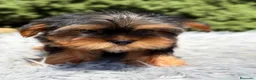 Yorkshire Terrier perros en venta: Yorki Toy  - Anuncio 8