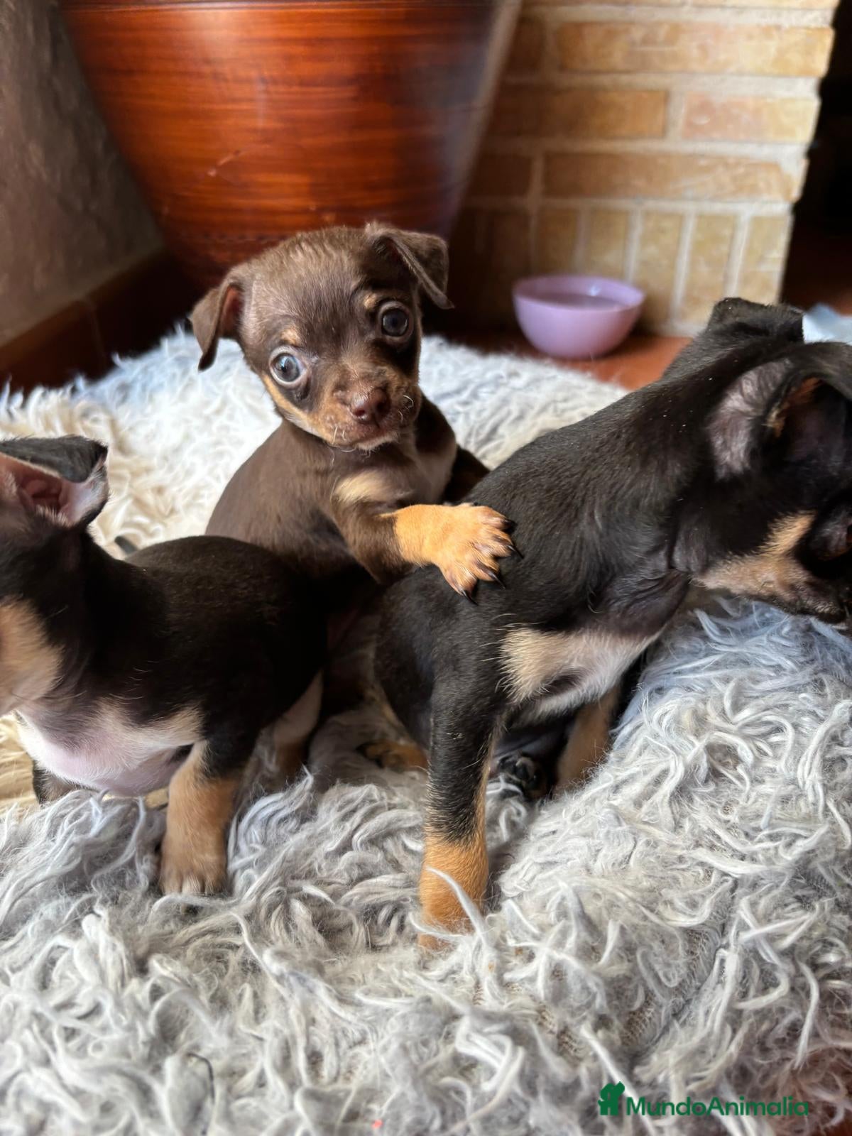 Chihuahua perros Camada de chihuahuas  - Anuncio 1