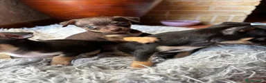 Chihuahua Cachorro 3