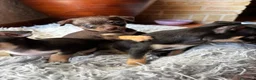 Chihuahua perros en venta: Camada de chihuahuas  - Anuncio 1