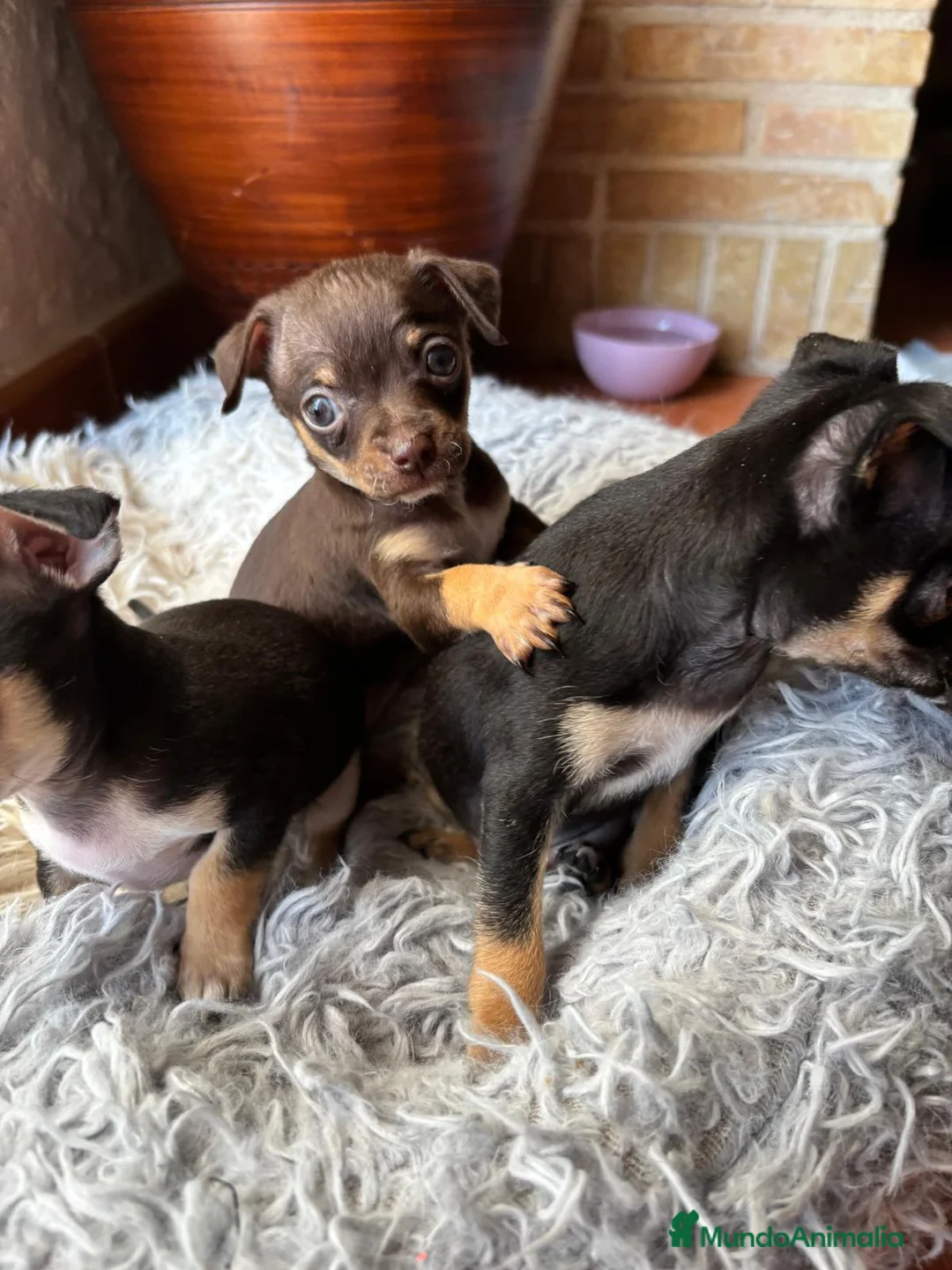 Chihuahua perros en venta: Camada de chihuahuas  - Anuncio 1