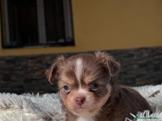 Chihuahua perros - Anuncio 16