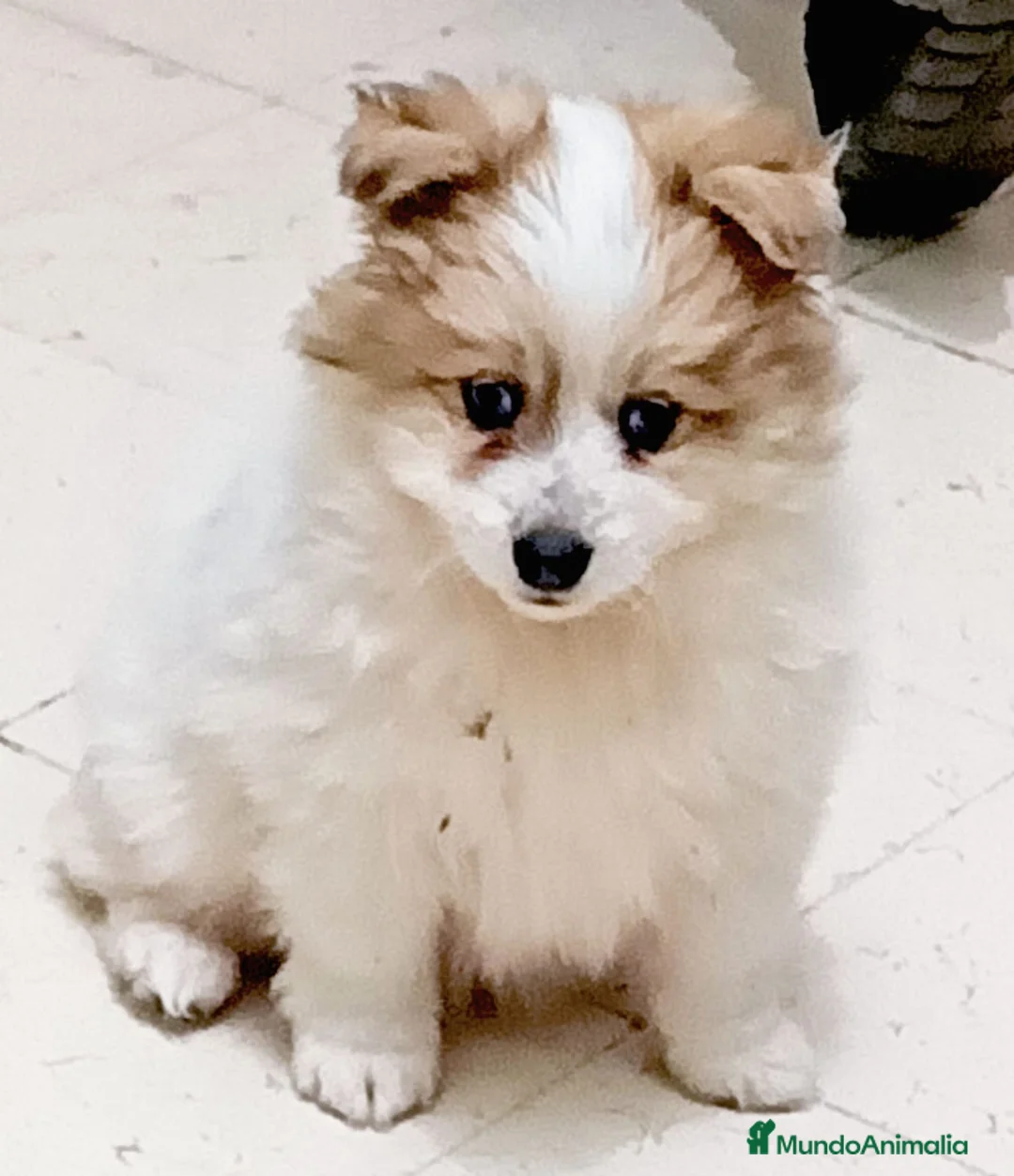Pomerania perros en venta: Pomerania  - Anuncio 1