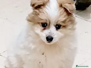 Pomerania perros Pomerania - Anuncio 1