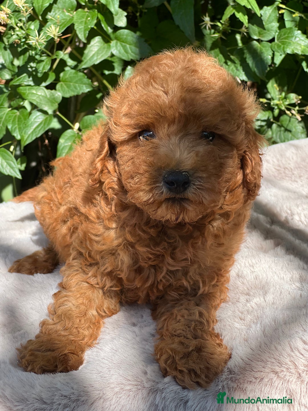 Caniche Toy perros en venta: Caniche toy  - Imagen 2