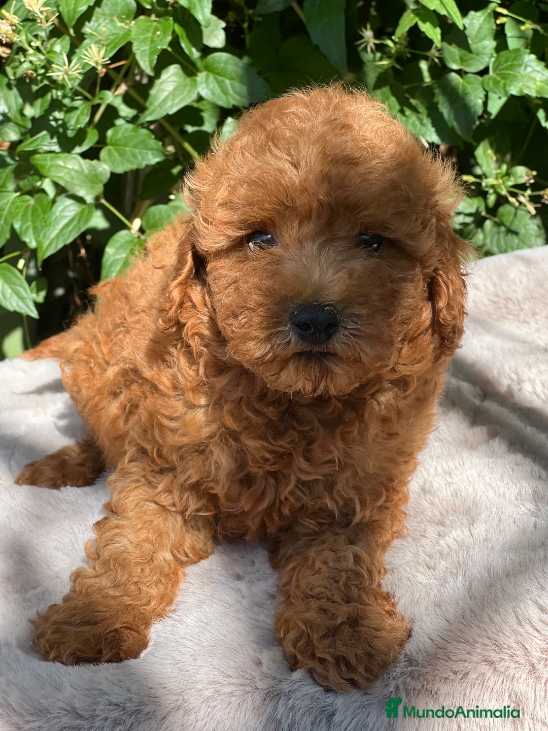 Caniche Toy perros en venta: Caniche toy  - Anuncio 2