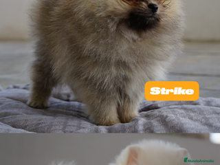 Pomerania perros - Anuncio 17