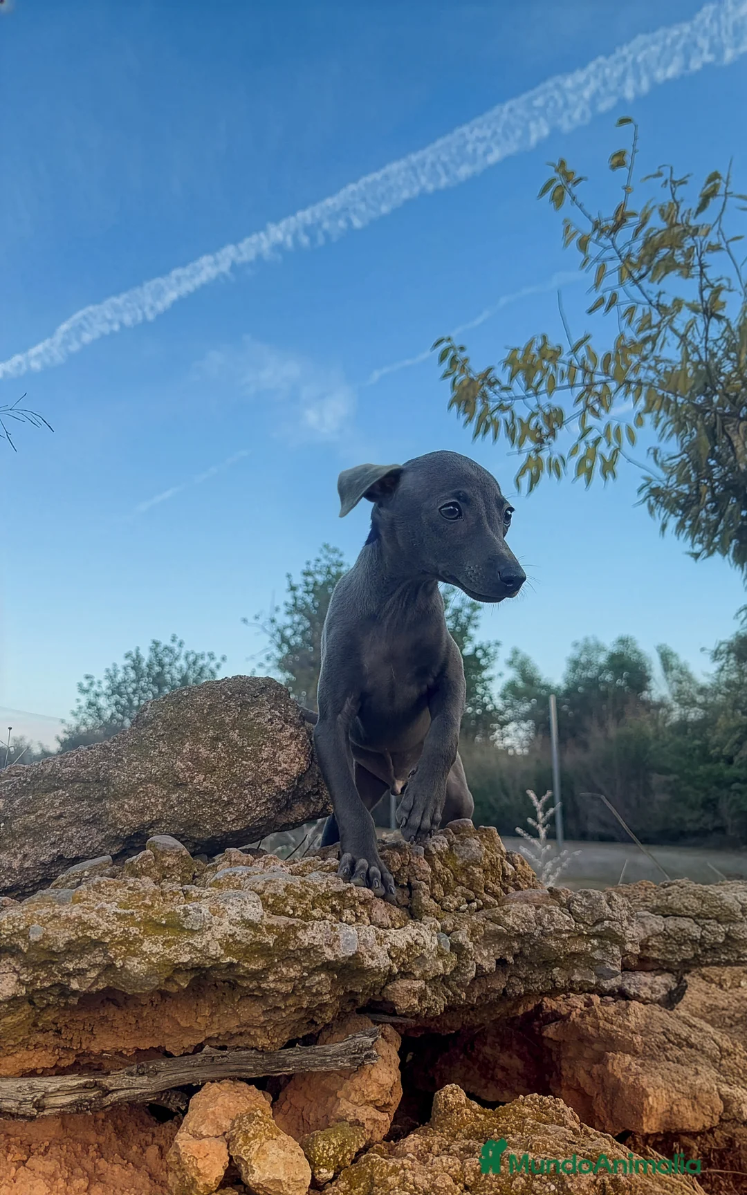 Pequeño Lebrel Italiano perros en venta: GALGO ITALIANO MINI - Anuncio 1