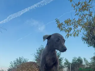 Pequeño Lebrel Italiano perros GALGO ITALIANO MINI - Anuncio 1