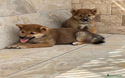 Shiba Inu perros en venta: Shiba Inu preciosos  - Imagen 3