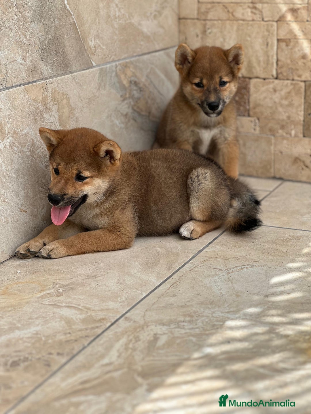 Shiba Inu perros en venta: Shiba Inu preciosos  - Imagen 3