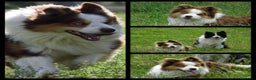 Border Collie perros en venta: Border collie para reservar  - Anuncio 6