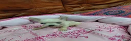 Chihuahua perros en venta: CHIHUAHUA TOY - Anuncio 3