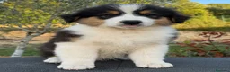 Pastor Australiano perros en venta:  Bahia de Txingudi Pastor Australiano  - Anuncio 7